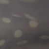 daasia_43